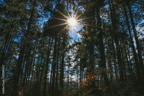 sun shining through forest bulgaria