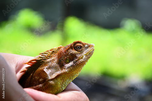 Chameleon or Bunglon Surai is a species of tree lizard from the Agamidae family that is widespread in Indonesia