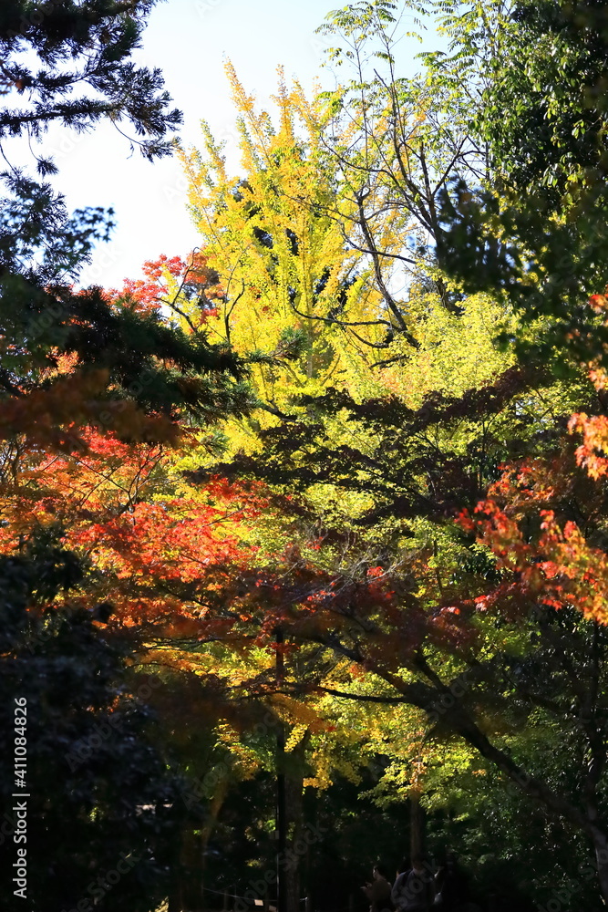 11月広島宮島、紅葉の影。