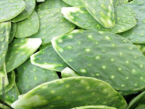 Nopales tiernos y crudos recién cortados