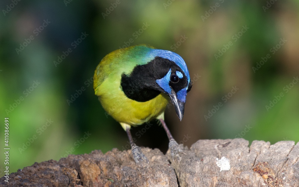Obraz premium Green Jay on south Texas feeder