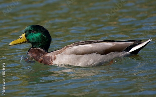 Male and Female Mallard from local pond