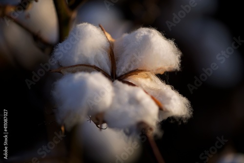 Cotton in open form from Louisiana fields