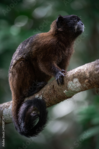 Fototapeta Naklejka Na Ścianę i Meble -  monkey on a tree