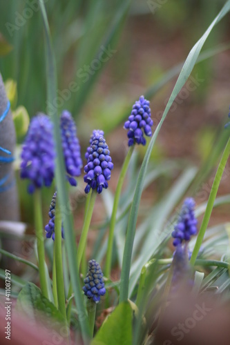 blue flower in the garden
