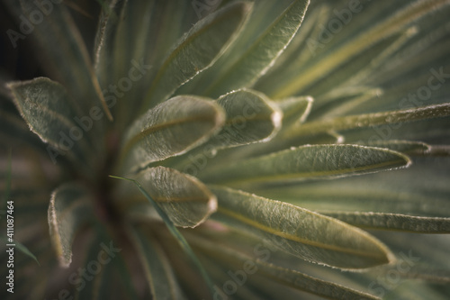 closeup of andean leaf