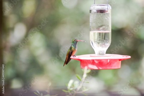 buff-bellied hummingbird feeding on feeder