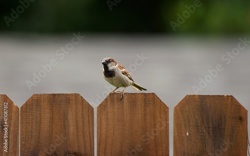 House Sparrow on wooden fence by backyard feeder