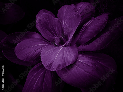Closeup of purple flower on black background.studio shot