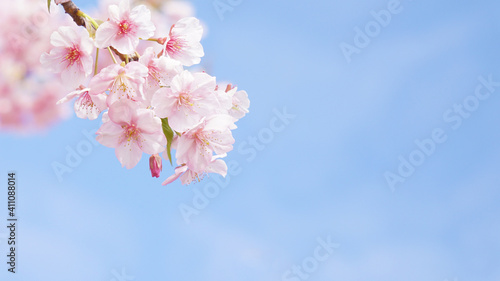 桜の花と空