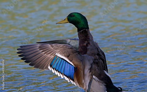 Male and Female Mallard from local pond