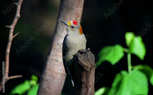 Golden-fronted Woodpecker from south Texas