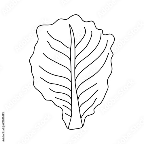 lettuce leaf icon, flat style