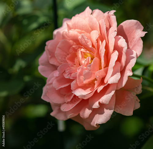 sun shining on pink peony flower © Cindy