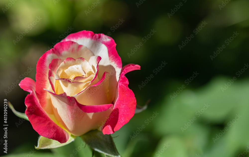 closeup of pink and white rose in garden closeup of pink and white rose in garden
