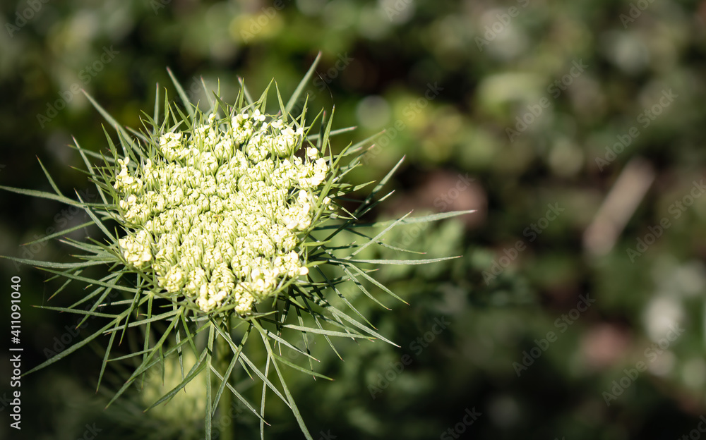 close up of wild carrot flowering plan close up of wild carrot flowering plan
