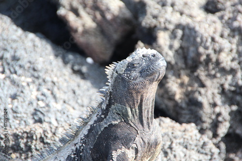 Marine Iguana(s) on the Galapagos Islands.