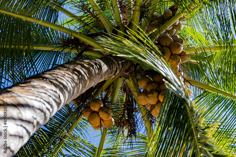Coconut palm with coconuts photographed from below Costa Rica Stock
