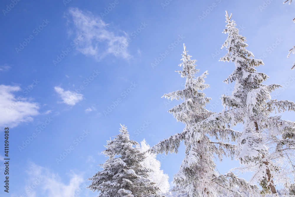 冬の山での景色青空と 樹氷 霧氷をした綺麗な木 冬の山での景色青空と 樹氷 霧氷をした綺麗な木
