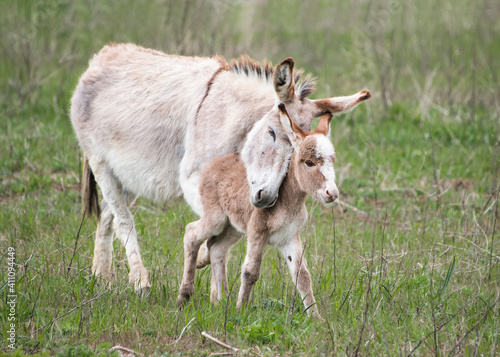Donkey mom playing with her baby