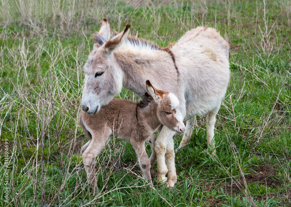 Fototapeta premium Donkey mom caring of her baby