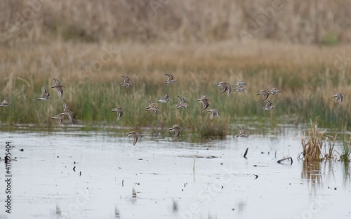 Shorebirds in flight