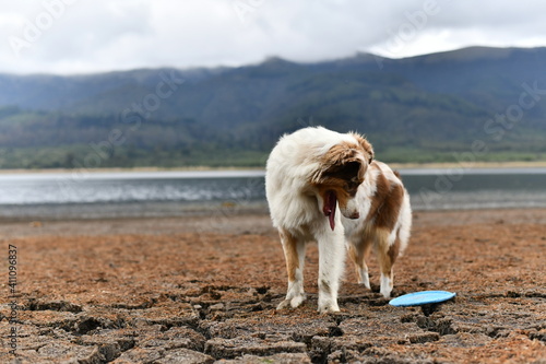 Puppy playing close the lake