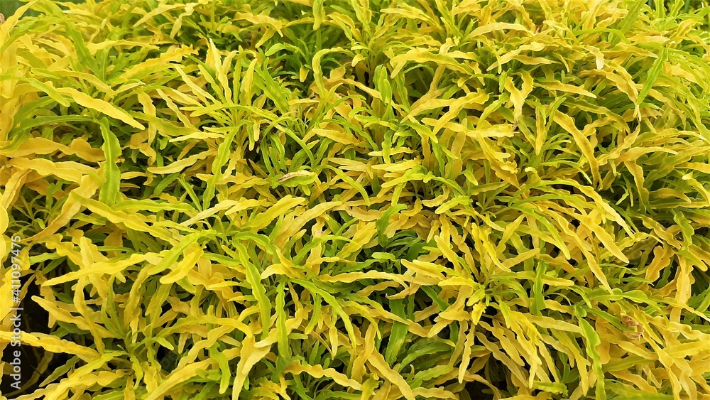 Yellow leaves Yellow leaves