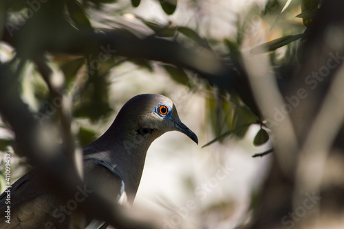 pigeon on a branch