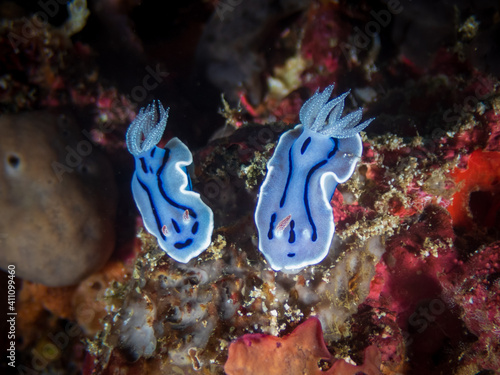 A pari of Chromodoris Willani, commonly known as Willan's chromodoris in a tropical coral reef near Anilao, Philippines.  Underwater photography and travel. photo