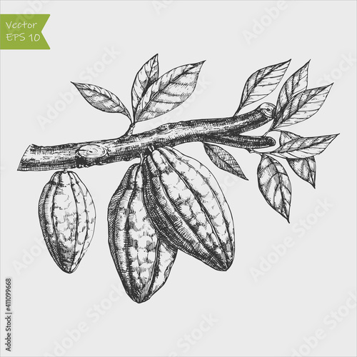 engraved vector illustration hand drawn cocoa beans on branch