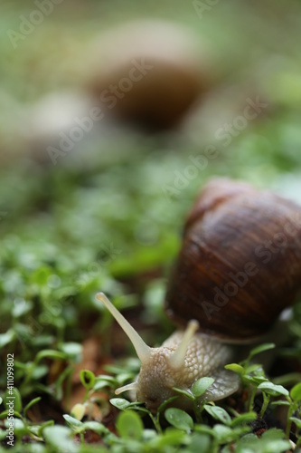 Snail on a green leaf close-up. Snail mucus. Snail mucin.Large brown snail on microgreen clover on blurred garden background.Snail bio extract. An ingredient in cosmetics. 