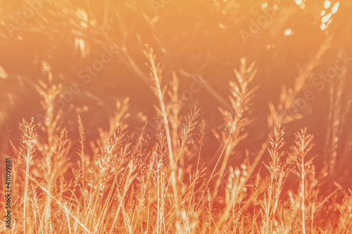 soft focus of tropical grass flower field spring ,autumn nature wallpaper abstract background