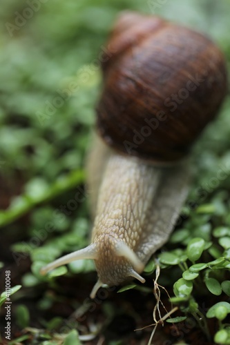 Snail on a green leaf close-up. Snail mucus. Snail mucin. brown snail on microgreen clover on blurred garden background.Snail bio extract. An ingredient in cosmetics. Insects in the garden