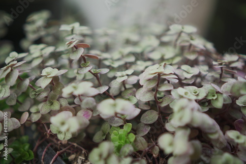 green moss on tree