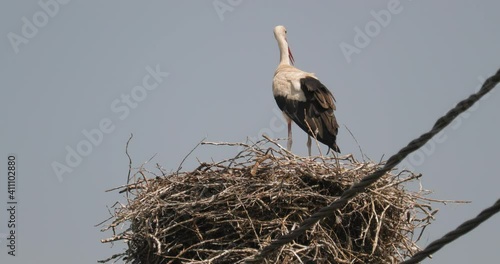 Stork standing in its nest on an electric column