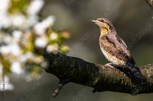 Wendehals (Jynx torquilla) photo