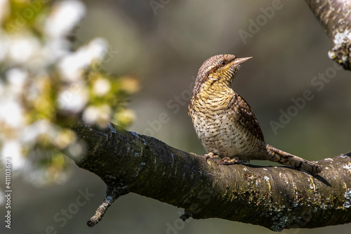 Wendehals (Jynx torquilla) photo