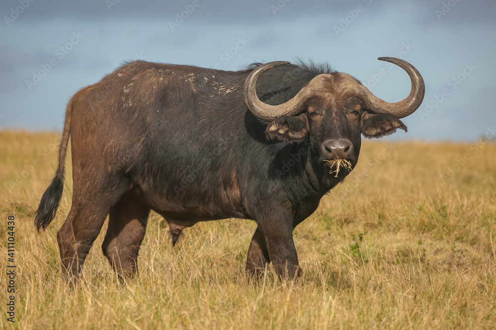 African water buffalo in savannah of Masai Mara, Kenya
African water buffalo in savannah of Masai Mara, Kenya