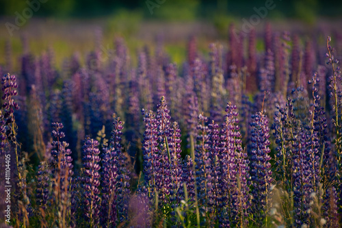 Lupine field in the early morning. Summer  warm  dawn  sunny day.