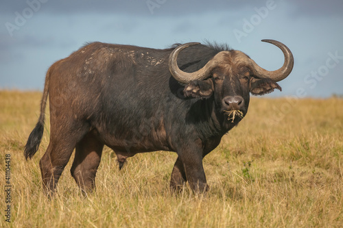 African water buffalo in savannah of Masai Mara  Kenya 