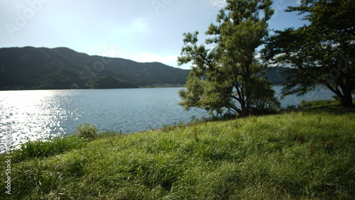 余呉湖と木