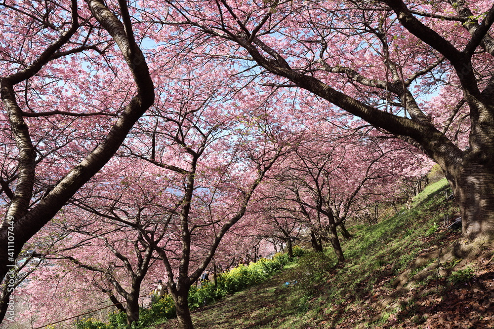 河津桜の風景 河津桜の風景