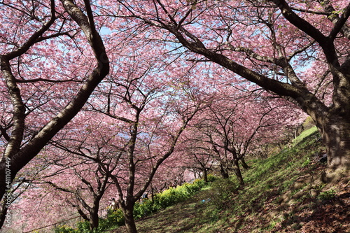 河津桜の風景