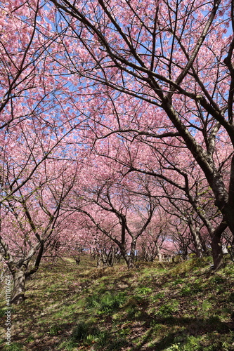 河津桜の風景