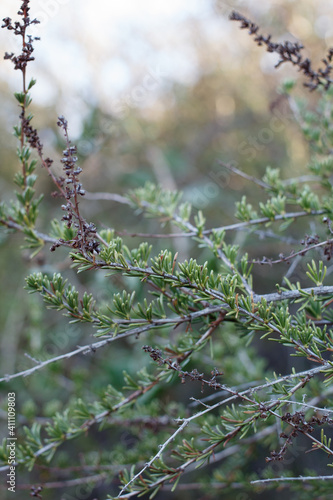 Green simple alternate entirely margined linear needle leaves of Chamise, Adenostoma Fasciculatum, Rosaceae, native monoclinous shrub in Topanga State Park, Santa Monica Mountains, Winter.
