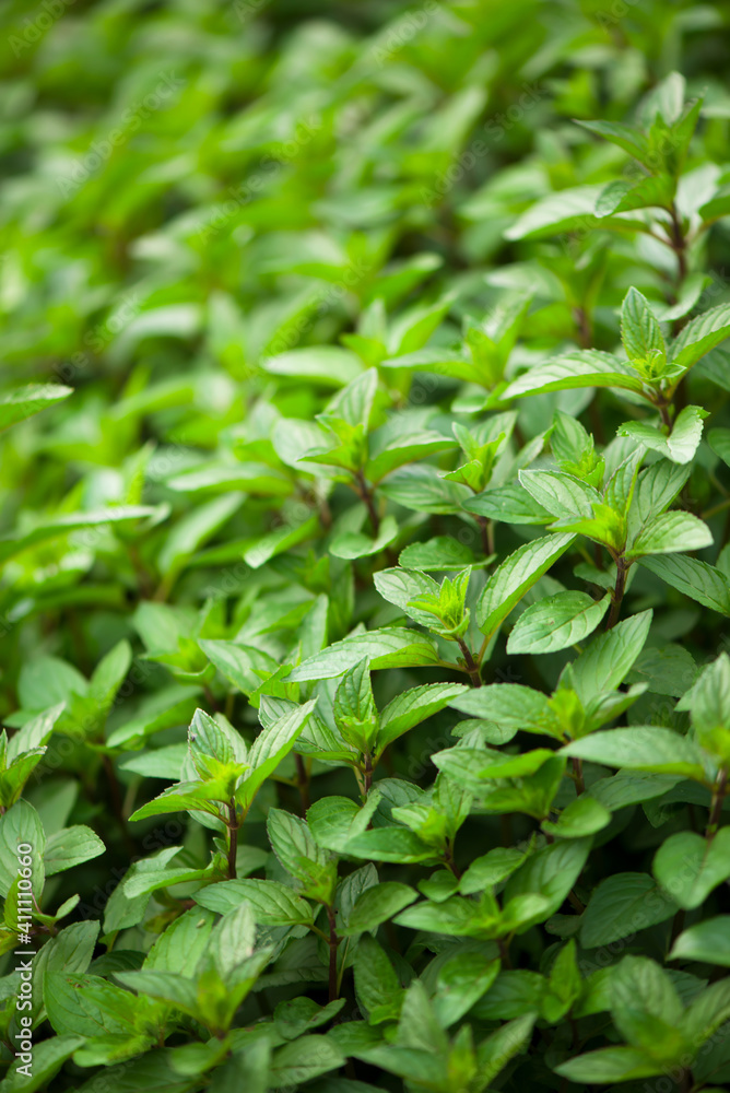 juicy summer greens. Mint plant grow at the vegetable garden juicy summer greens. Mint plant grow at the vegetable garden