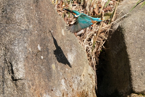 common kingfisher in flight photo