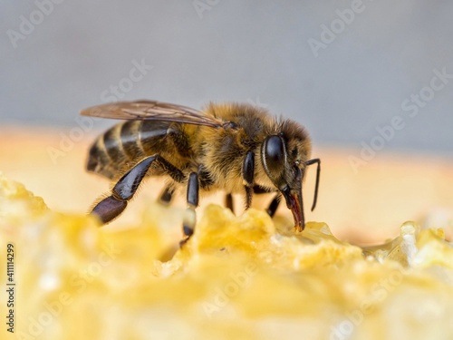Obraz na płótnie Macro Shot Of Bee