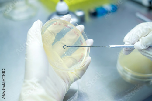 Fotografi Microbiologist or scientist hand cultivating a Petri dish with inoculation loops in the biohazard hood in the laboratory with blur background